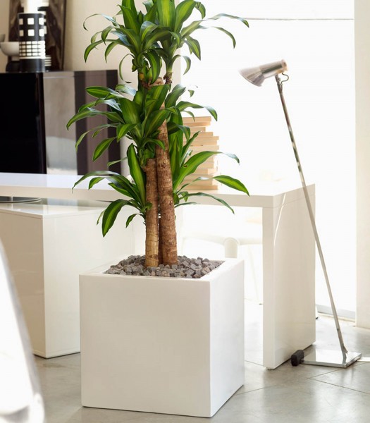 CUBE - Pflanzgefäß